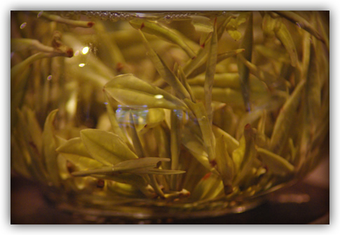 detail of leaf steeping in glass pot